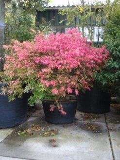 Kardinaalshoed (Euonymus Alatus) 18 Kardinaalshoed (Euonymus Alatus) -Aanbiedingen Groene Hekken Winkel 20101213160900 55 11