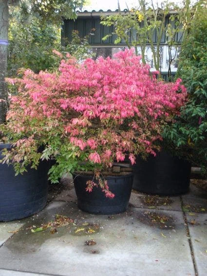 Kardinaalshoed (Euonymus Alatus) 6 Kardinaalshoed (Euonymus Alatus) - Afbeelding 4