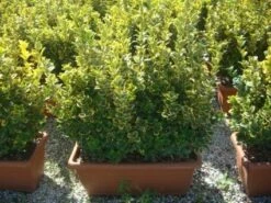 Kardinaalshoed Als Meeneemhaag (Euonymus Japonicus 'Aureus) -Aanbiedingen Groene Hekken Winkel 20101213162151 2