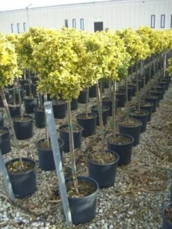 Kardinaalshoed Op Stam (Euonymus Japonicus 'Aureus')