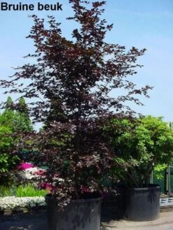 Rode Beukenboom (Fagus Sylvatica 'Atropunicea' ) -Aanbiedingen Groene Hekken Winkel 20101213165155 18