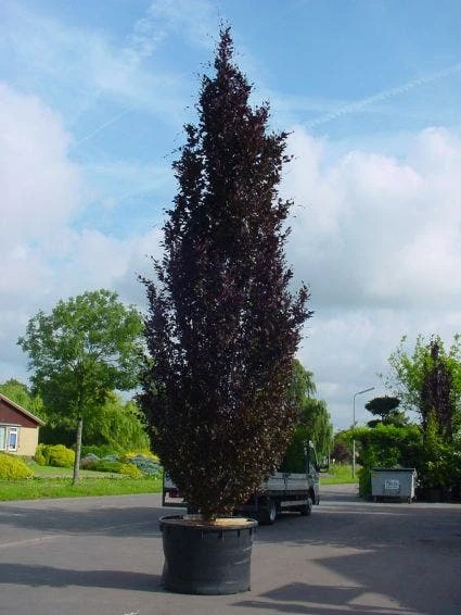 Rode Zuilbeuk (Fagus Sylvatica 'Dawyck Purple') 8 Rode Zuilbeuk (Fagus Sylvatica 'Dawyck Purple') - Afbeelding 6