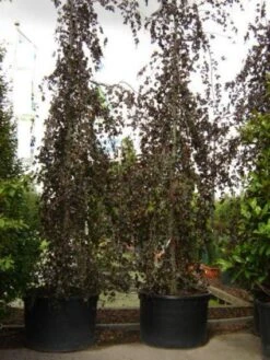 Rode Treurbeuk (Fagus Sylvatica 'Purple Fountain') -Aanbiedingen Groene Hekken Winkel 20101213170338 11