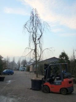 Treurbeuk (Fagus Sylvatica 'Pendula') -Aanbiedingen Groene Hekken Winkel 20101213172403 14