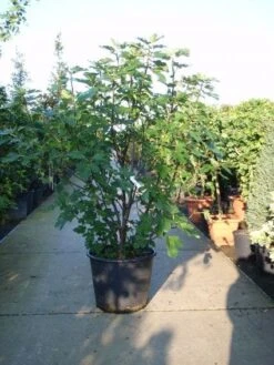 Vijg (Ficus Carica) 12 Vijg (Ficus Carica) -Aanbiedingen Groene Hekken Winkel 20101215105457 10 1