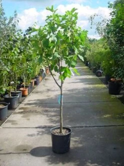 Vijg Op Stam (Ficus Carica) 17 Vijg Op Stam (Ficus Carica) -Aanbiedingen Groene Hekken Winkel 20101215110043 8
