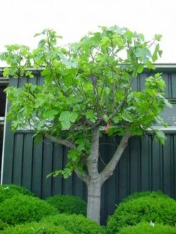 Vijg Als Solitair (Ficus Carica) -Aanbiedingen Groene Hekken Winkel 20101215111658 7 1