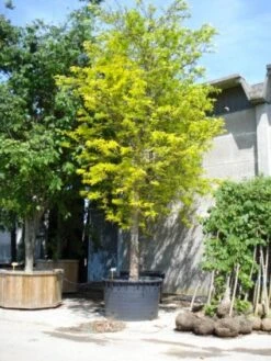 Geelbladige Christusdoorn (Gleditsia Triacanthos 'Sunburst') 22 Geelbladige Christusdoorn (Gleditsia Triacanthos 'Sunburst') -Aanbiedingen Groene Hekken Winkel 20101215121405 13