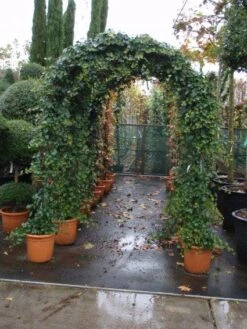 Klimop In Boogvorm (Hedera Hibernica) -Aanbiedingen Groene Hekken Winkel 20101215125056 1 1