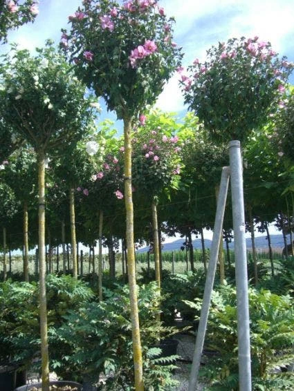 Altheastruik Als Boom (Hibiscus Syriacus 'Oiseau Blue') 3 Altheastruik Als Boom (Hibiscus Syriacus 'Oiseau Blue')