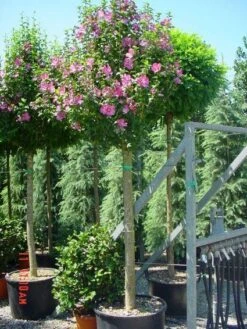 Aanbiedingen Groene Hekken Winkel -Aanbiedingen Groene Hekken Winkel 20101215130234 7