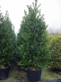 Gewone Hulst (Ilex Aquifolium) -Aanbiedingen Groene Hekken Winkel 20101215152933 12 3