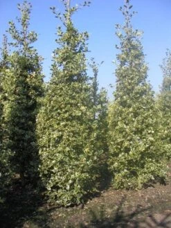 Hulst (Ilex Aquifolium 'Argentea Marginata') 13 Hulst (Ilex Aquifolium 'Argentea Marginata') -Aanbiedingen Groene Hekken Winkel 20101215153638 9 1