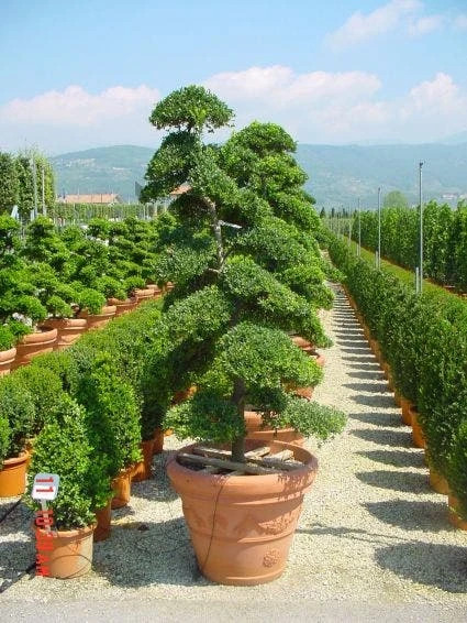 Japanse Hulst Als Bonsai (Ilex Crenata) 4 Japanse Hulst Als Bonsai (Ilex Crenata) - Afbeelding 2