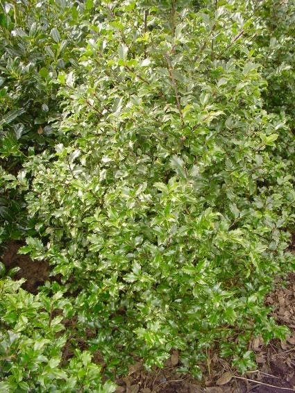 Blauwe Hulst (Ilex Meserveae 'Blue Prince') 3 Blauwe Hulst (Ilex Meserveae 'Blue Prince')
