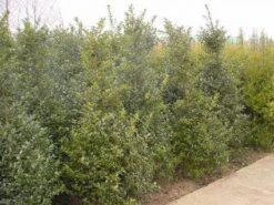 Blauwe Hulst (Ilex Meserveae 'Blue Prince') -Aanbiedingen Groene Hekken Winkel 20101215164749 10