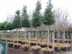 Hulst Als Boom (Ilex 'Nellie R. Stevens') 17 Hulst Als Boom (Ilex 'Nellie R. Stevens') -Aanbiedingen Groene Hekken Winkel 20101215170614 8 3