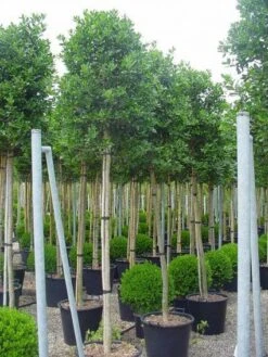 Hulst Als Boom (Ilex 'Nellie R. Stevens') -Aanbiedingen Groene Hekken Winkel 20101215170645 8 1