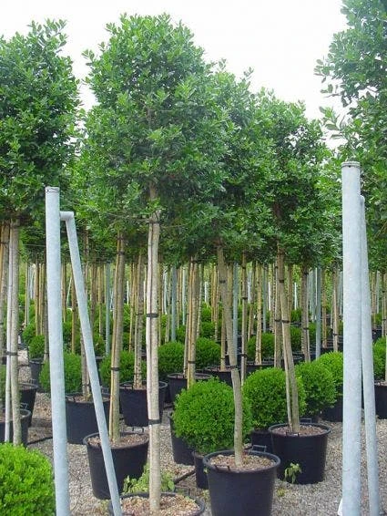 Hulst Als Boom (Ilex 'Nellie R. Stevens') 4 Hulst Als Boom (Ilex 'Nellie R. Stevens') - Afbeelding 2