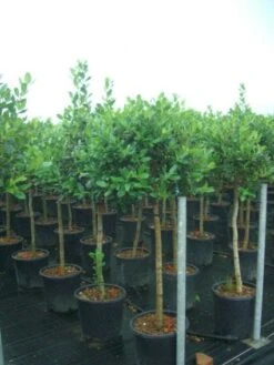 Hulst Op Stam (Ilex 'Nellie R Stevens') -Aanbiedingen Groene Hekken Winkel 20101215170902 1 2