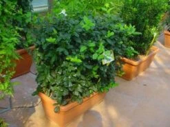 Hulst, Meeneemhaag (Ilex 'Nellie R Stevens') -Aanbiedingen Groene Hekken Winkel 20101215171127 1