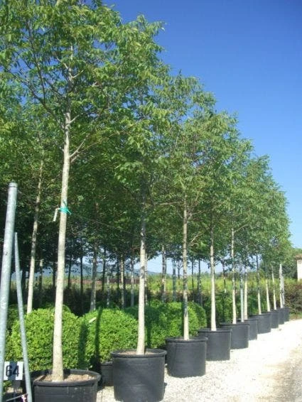 Walnotenboom (Juglans Regia) 4 Walnotenboom (Juglans Regia) - Afbeelding 2