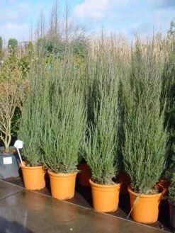 Jeneverbes (Juniperus Scopulorum 'Skyrocket') -Aanbiedingen Groene Hekken Winkel 20101216132205 6