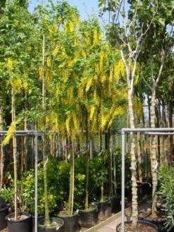 Gouden Regen Als Boom (Laburnum Watereri 'Vossii') -Aanbiedingen Groene Hekken Winkel 20101216134006 7