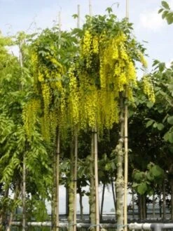 Gouden Regen Als Boom (Laburnum Watereri 'Vossii') -Aanbiedingen Groene Hekken Winkel 20101216134020 7
