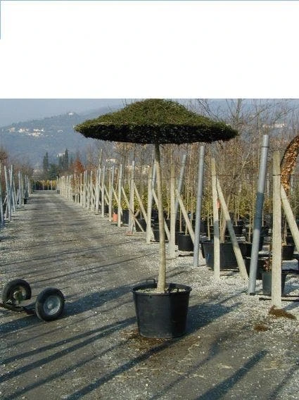 Liguster Als Dakboom (Ligustrum Delavayanum ) 3 Liguster Als Dakboom (Ligustrum Delavayanum )