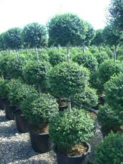 Liguster In Triobol (Ligustrum Delavayanum)