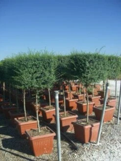 Liguster Op Stam (Ligustrum Delavayanum, Kubus) -Aanbiedingen Groene Hekken Winkel 20101216162557 2