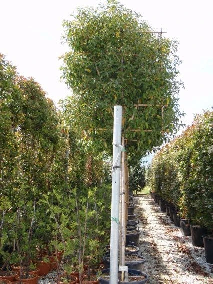 Liguster Als Leiboom (Ligustrum Japonicum) 4 Liguster Als Leiboom (Ligustrum Japonicum) - Afbeelding 2
