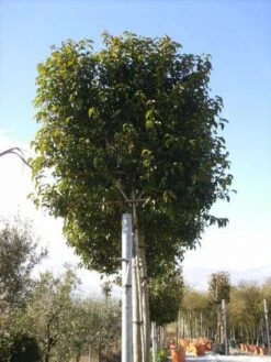 Liguster Als Leiboom (Ligustrum Japonicum)