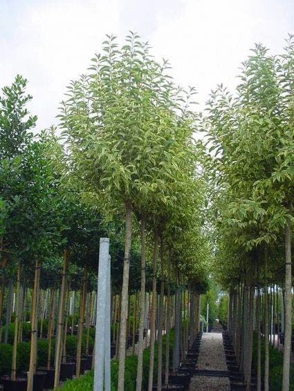 Liguster (Ligustrum 'Excelsum Superbum') 3 Liguster (Ligustrum 'Excelsum Superbum')