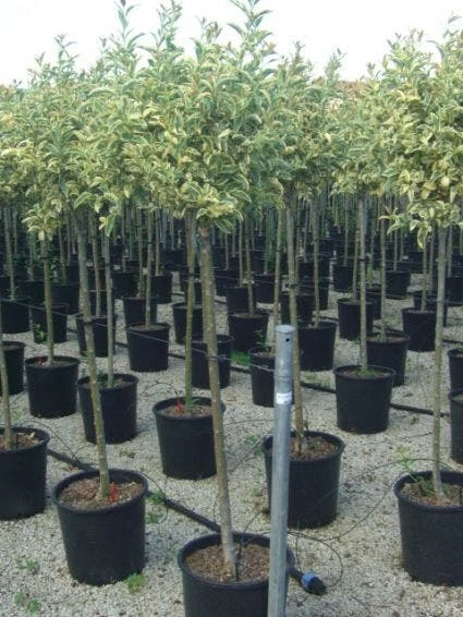 Liguster Op Stam (Ligustrum 'Excelsum Superbum') 3 Liguster Op Stam (Ligustrum 'Excelsum Superbum')