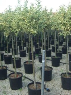 Liguster Op Stam (Ligustrum 'Excelsum Superbum')