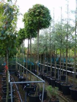 Amberboom (Liquidambar 'Gum Ball') -Aanbiedingen Groene Hekken Winkel 20101217121247 10 1