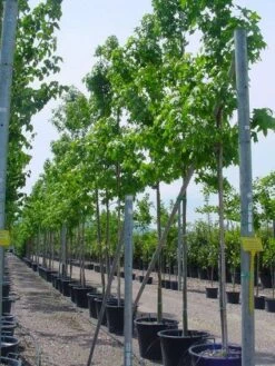 Amberboom (Liquidambar Styraciflua) -Aanbiedingen Groene Hekken Winkel 20101217122417 20