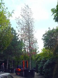 Amberboom (Liquidambar Styraciflua) -Aanbiedingen Groene Hekken Winkel 20101217122442 20