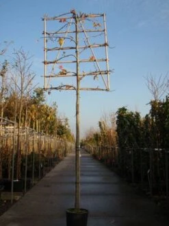 Amberboom Als Leiboom (Liquidambar Styraciflua) 17 Amberboom Als Leiboom (Liquidambar Styraciflua) -Aanbiedingen Groene Hekken Winkel 20101217124709 7