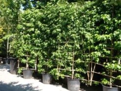 Amberboom Als Leivorm (Liquidambar Styraciflua 'Worplesdon') -Aanbiedingen Groene Hekken Winkel 20101217130845 2