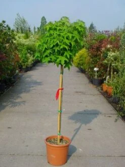 Amberboom Op Stam (Liquidambar 'Gum Ball') -Aanbiedingen Groene Hekken Winkel 20101217134440 2 1