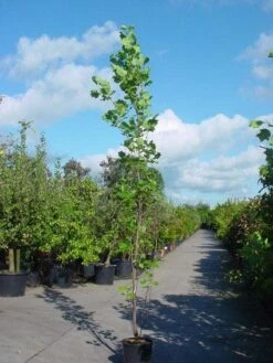 Tulpenboom (Liriodendron Tulipfera 'Fastigiata') -Aanbiedingen Groene Hekken Winkel 20101217144143 6