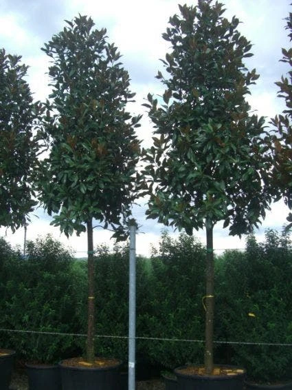 Beverboom (Magnolia Grandiflora 'Gallissoniere') 4 Beverboom (Magnolia Grandiflora 'Gallissoniere') - Afbeelding 2