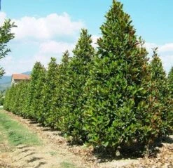 Magnolia (Magnolia Grandiflora 'Gallissoniere') -Aanbiedingen Groene Hekken Winkel 20101217150008 85 17