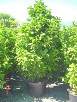 Beverboom (Magnolia Liliiflora 'Nigra') -Aanbiedingen Groene Hekken Winkel 20101217150734 13 1