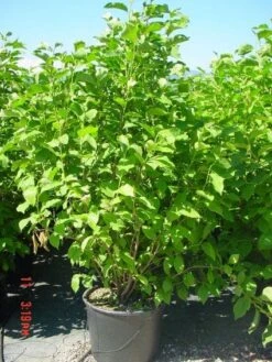 Nieuwe uitgaven -Aanbiedingen Groene Hekken Winkel 20101217150826 9 2