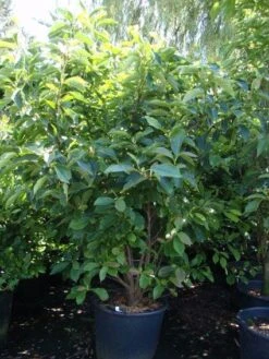 Beverboom (Magnolia Soulangeana) -Aanbiedingen Groene Hekken Winkel 20101217150923 10