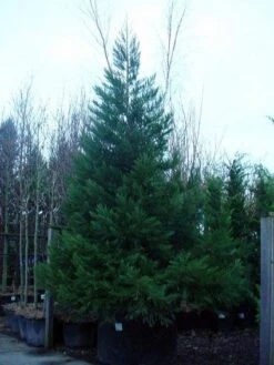 Mammoetboom (Sequoiadendron Giganteum) -Aanbiedingen Groene Hekken Winkel 20101217160956 9